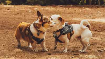 Two small dogs wearing harnesses greet each other outdoors at MorningStar Senior Living Kirkland, touching noses in a friendly manner. One dog is brown and the other is white with brown spots, creating a heartwarming scene of retirement living.