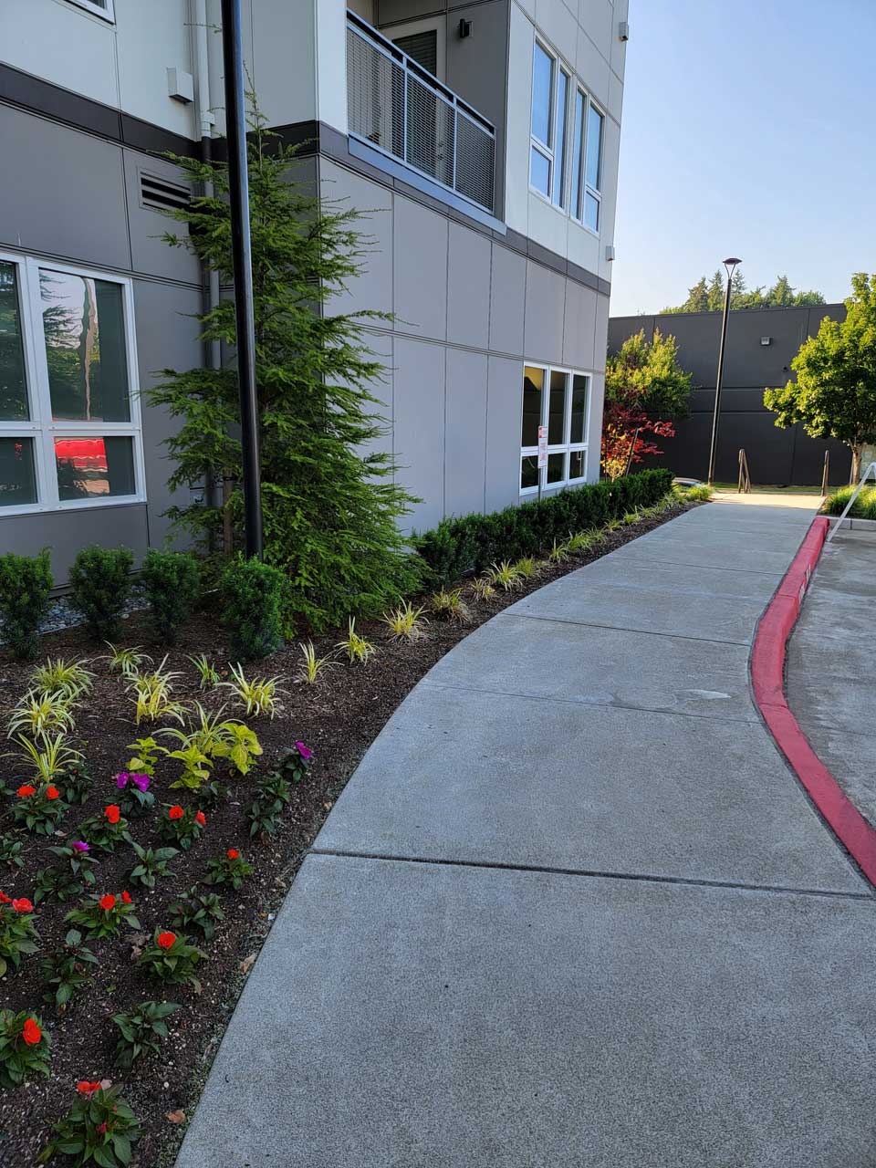 A curved concrete sidewalk runs beside MorningStar Senior Living Kirkland, a modern building with gray walls, bordered by neatly trimmed bushes, colorful flowers, and young trees under a clear blue sky—ideal for vibrant retirement living.